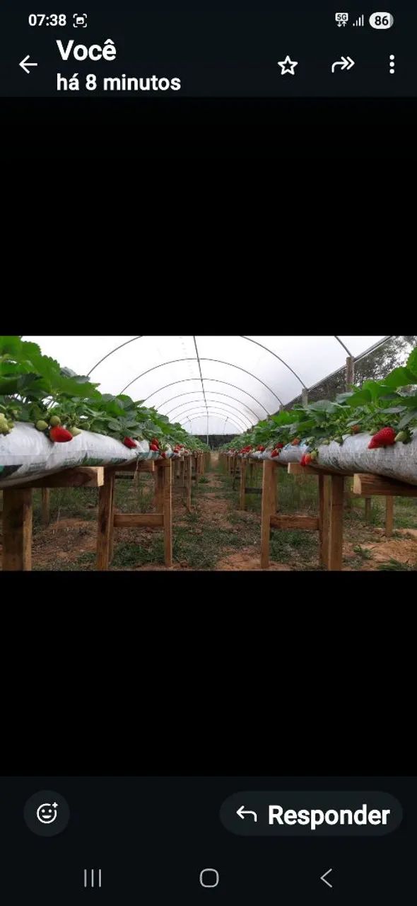 ESTUFA AGRÍCOLA - Foto 2