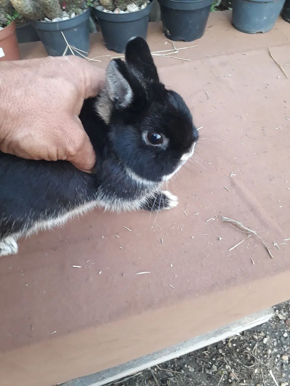 coelho anão netherland dwarf64961612308099121