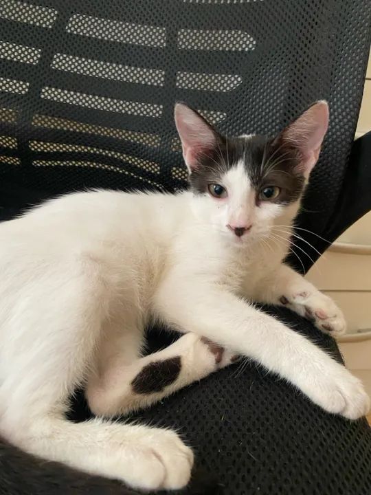 Gatinho para adoção  - Foto 4