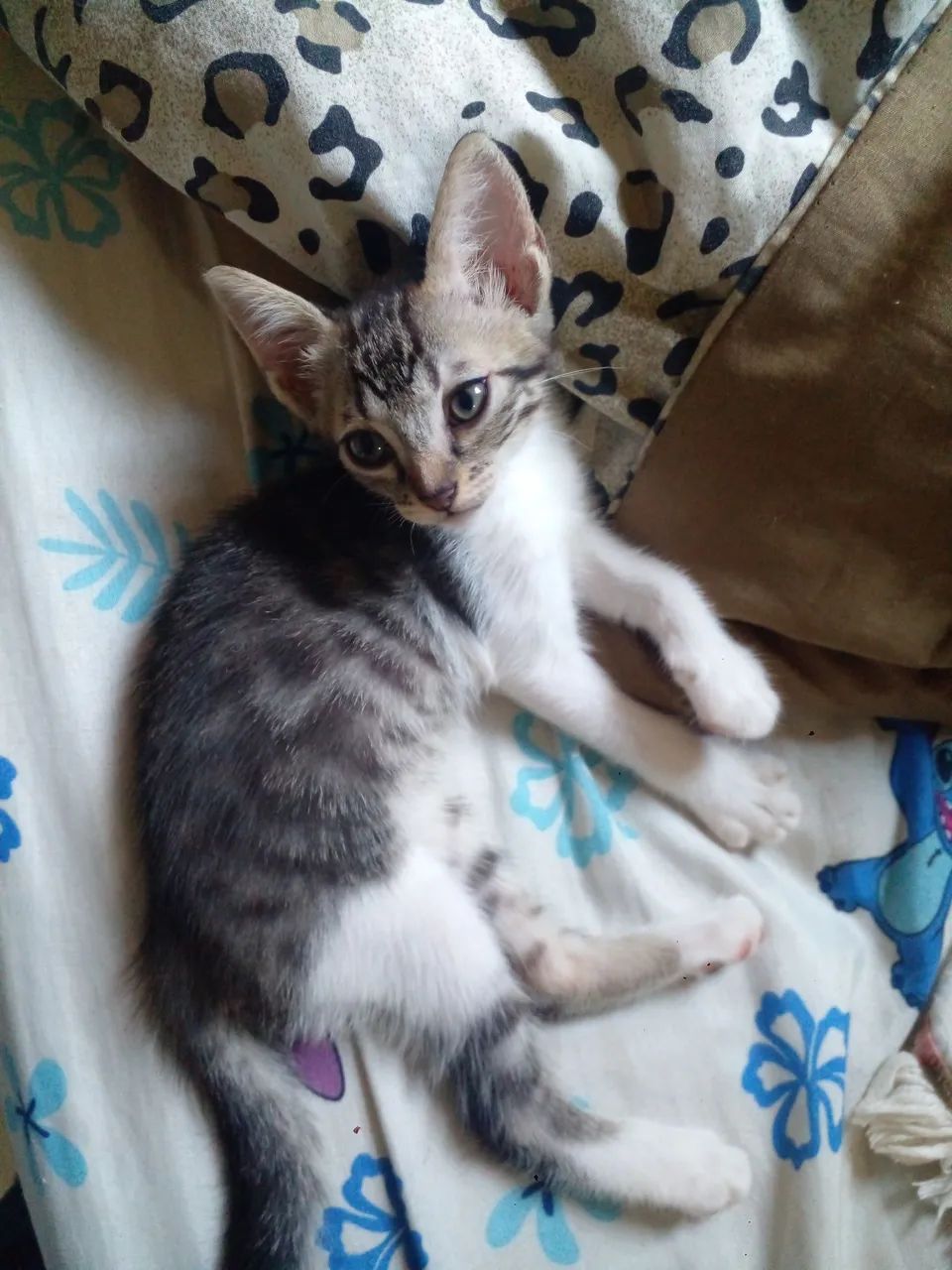 Doação disponível 