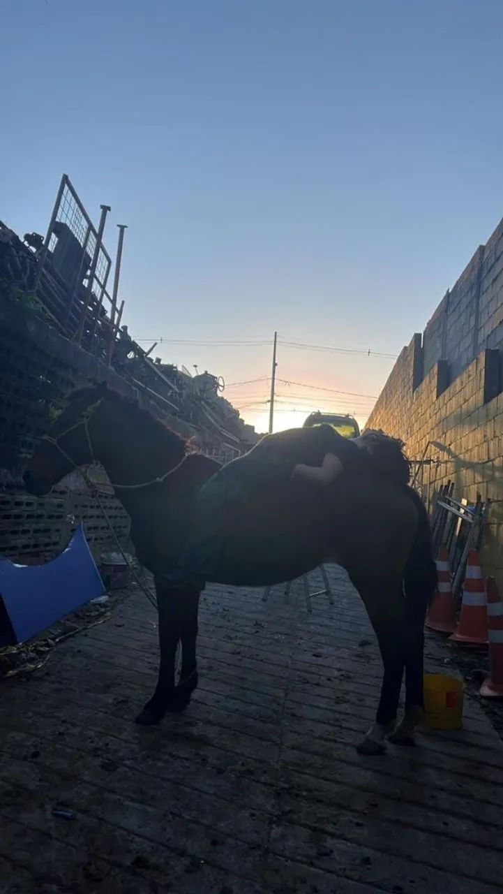Egua castanha mansa limpa de lesões  - Foto 4