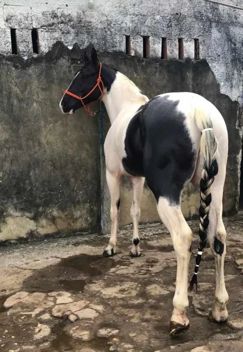 Garanhão Paint Horse Registrado