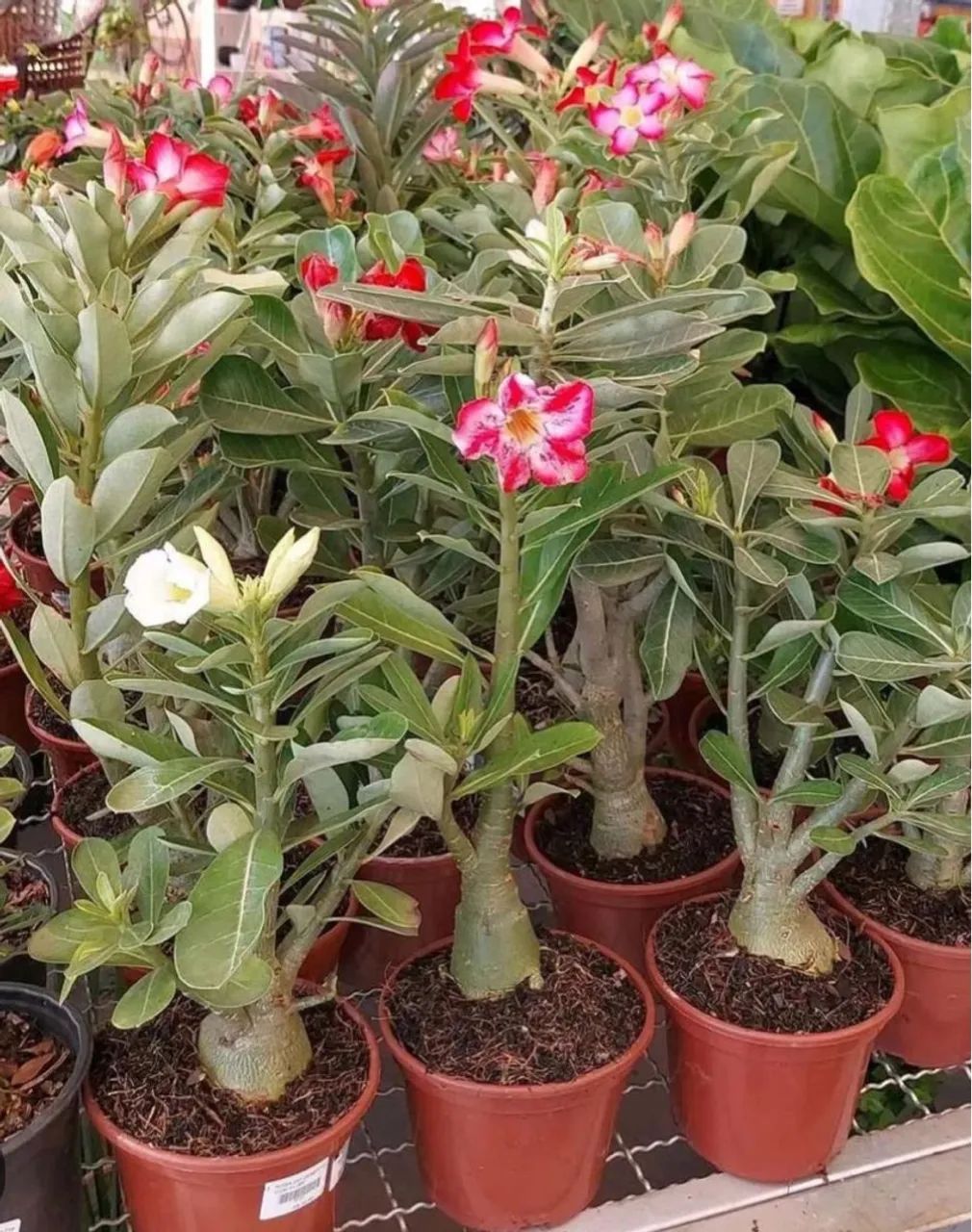 Adenium - Rosa do Deserto