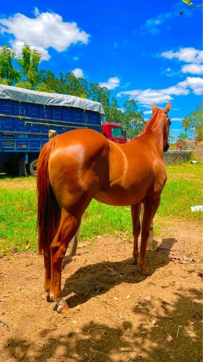 Potra Quarto de Milha PO