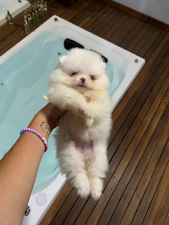 Lulu da pomerania branquinha - super carinhosa   - Foto 6