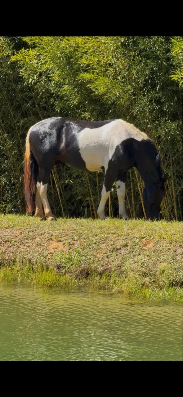Cobertura - Cavalo Manga Larga Marchador ( registrado )-  PAMPA DE PRETO - Foto 3