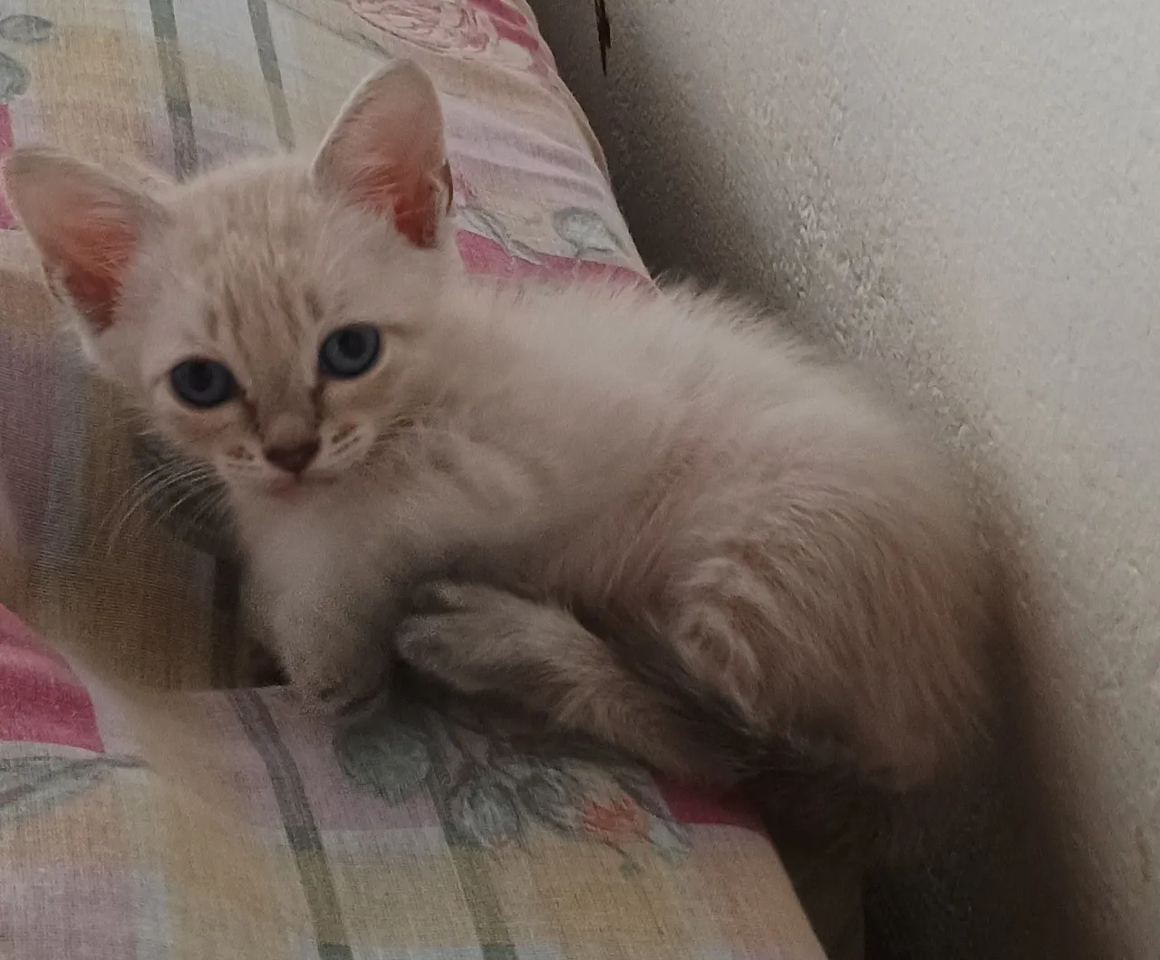 Doa se gatinha 