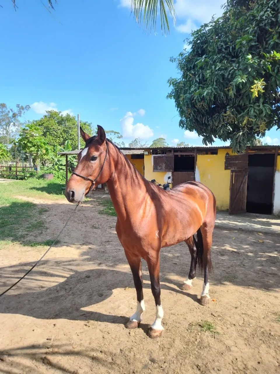 Cavalo Garanhão Mangalarga Machador TOP 7 Anos Registrado - Foto 4
