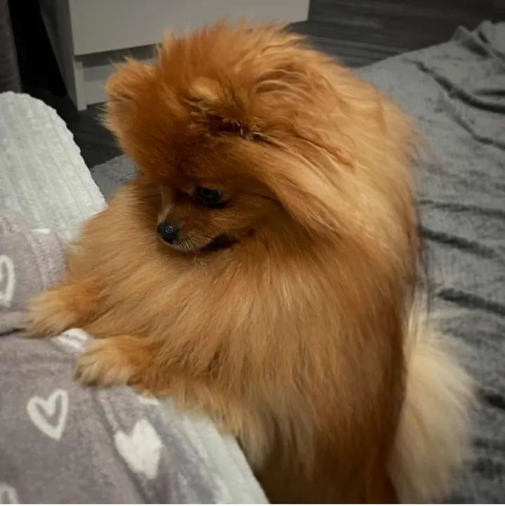 SPITZ ALEMÃO FÊMEAS ANÃZINHA EXÓTICA LINHAGEM NOBRE MENOR DE TODAS QUE EXISTE  - Foto 6