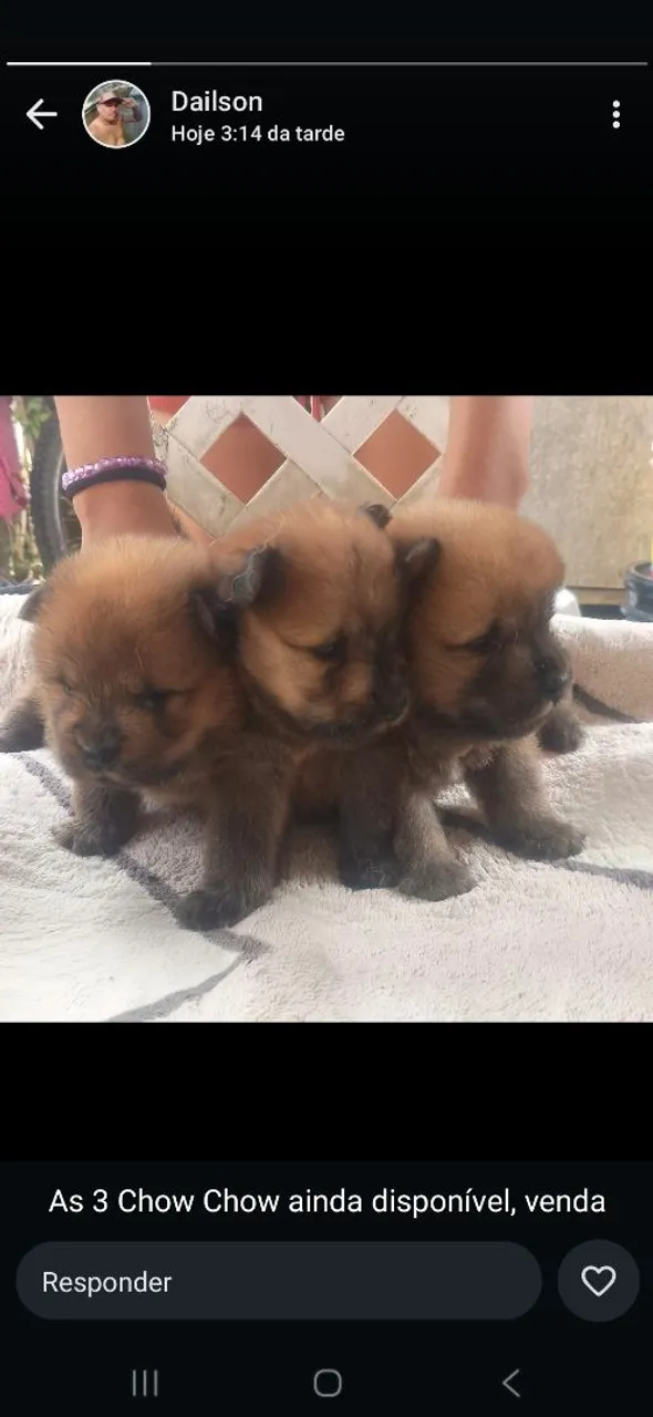 Filhotes Chow Chow para venda