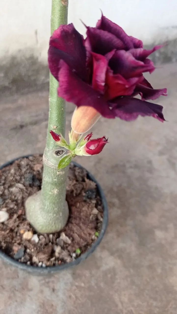 Rosa do Deserto - cor roxa - Foto 6