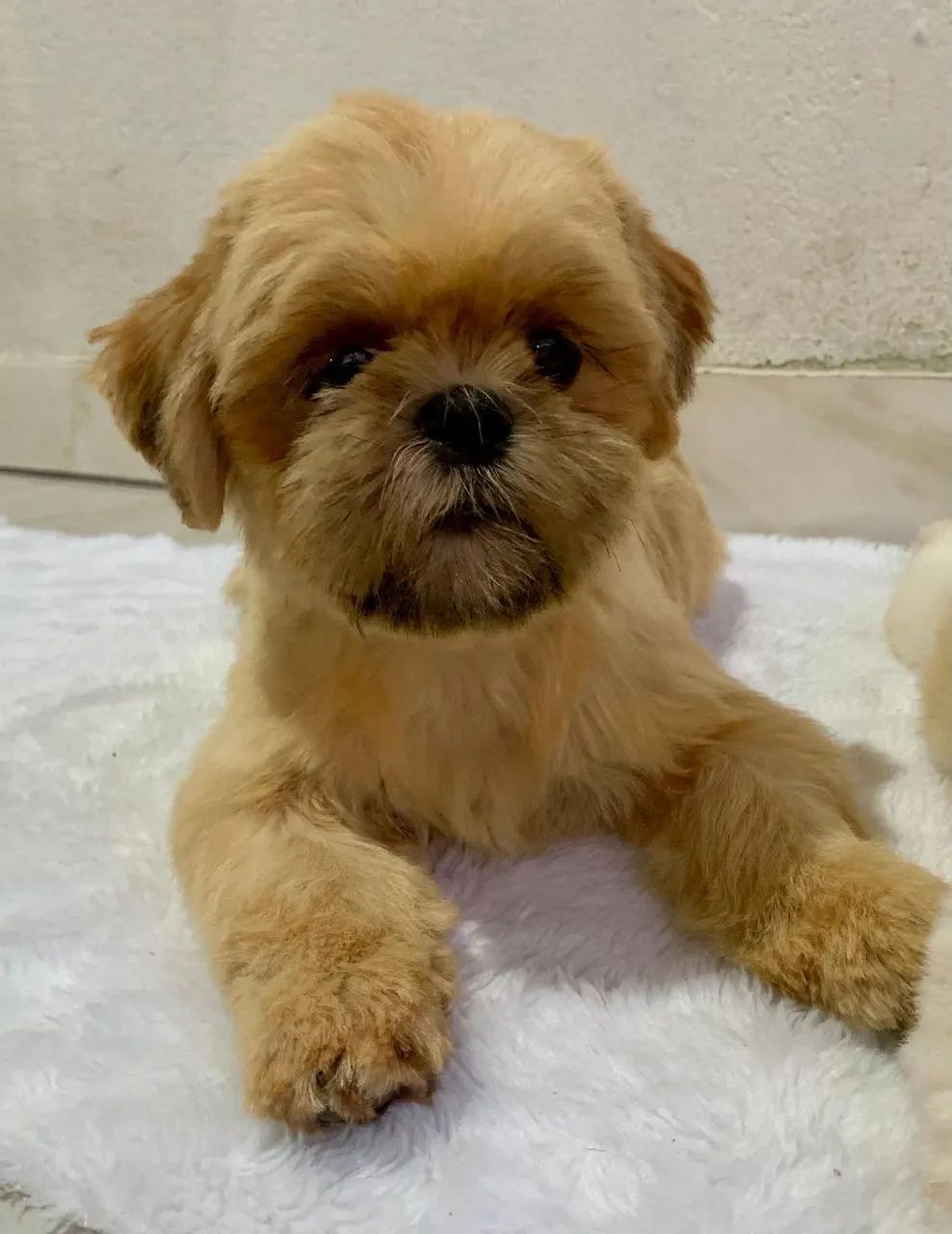 Filhote Shih Tzu lindo