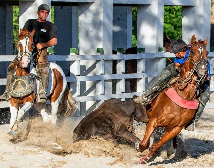 Cavalo de direita quarto de milha  - Foto 5