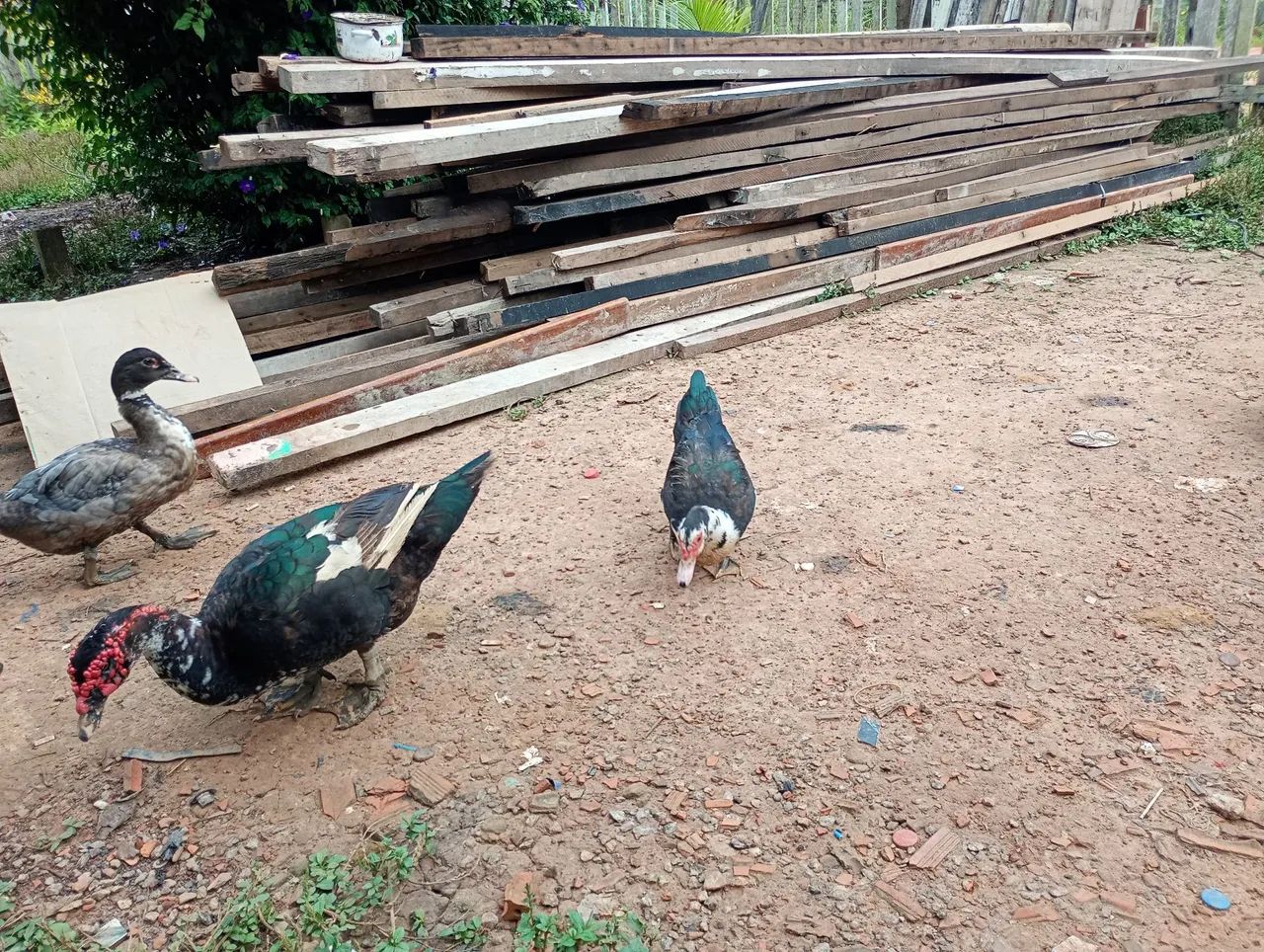 Patos  - Foto 5