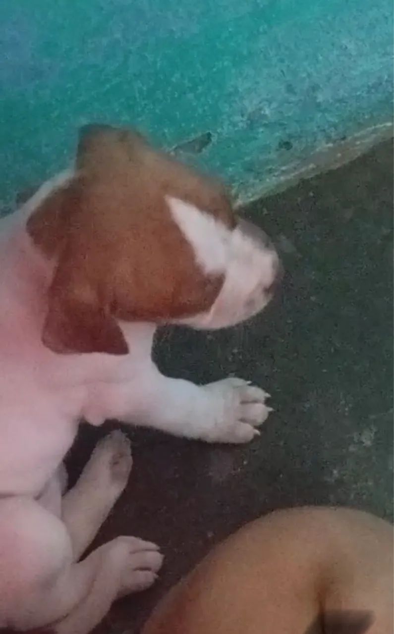 Pitbull terrier puro - Foto 5
