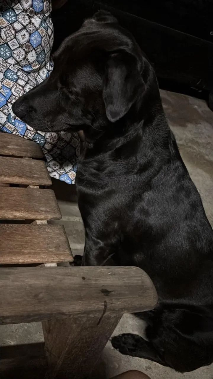 Doação de cachorro  - Foto 2