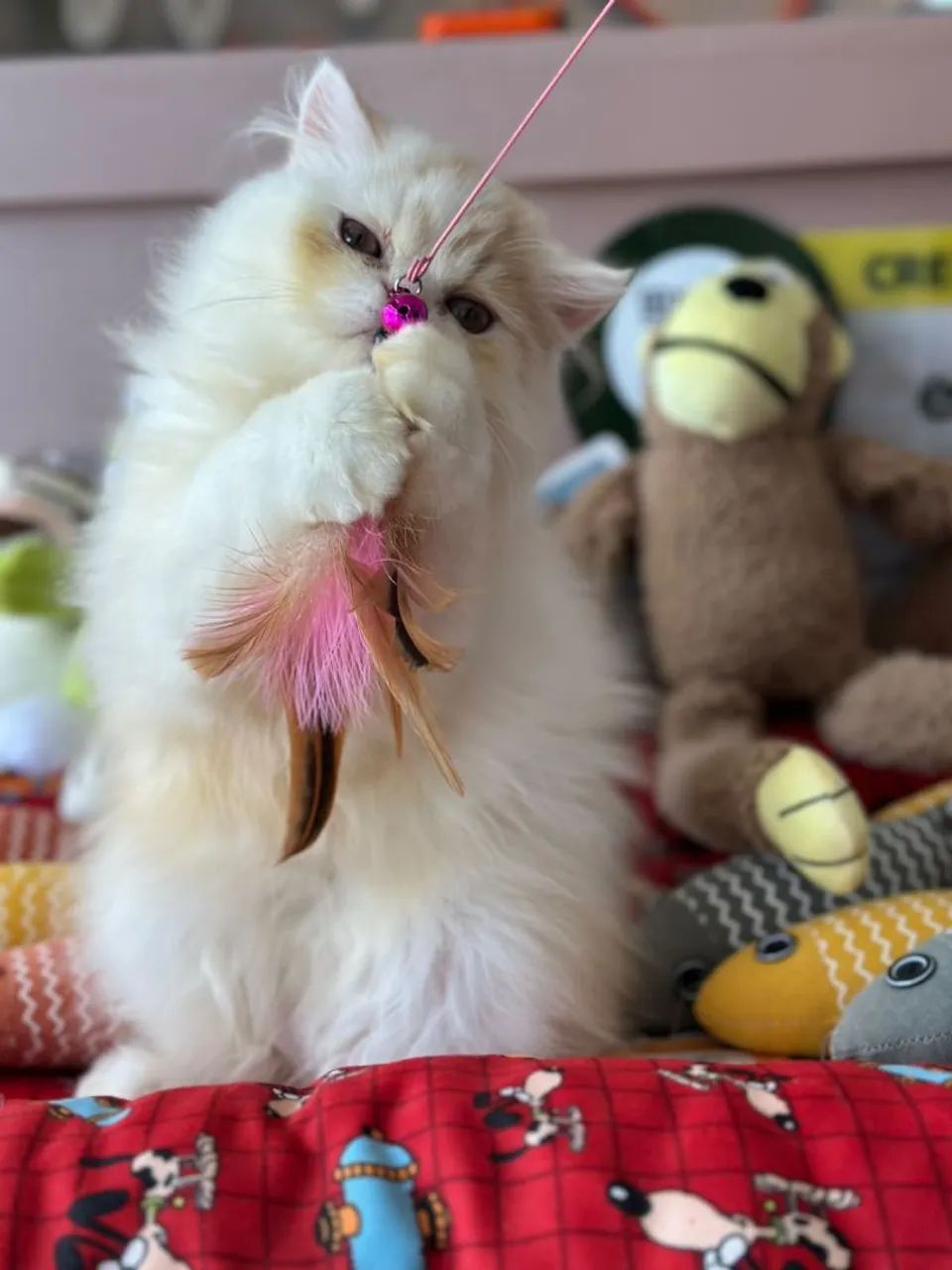 Perfeito e incrível gato persa macho - Foto 5