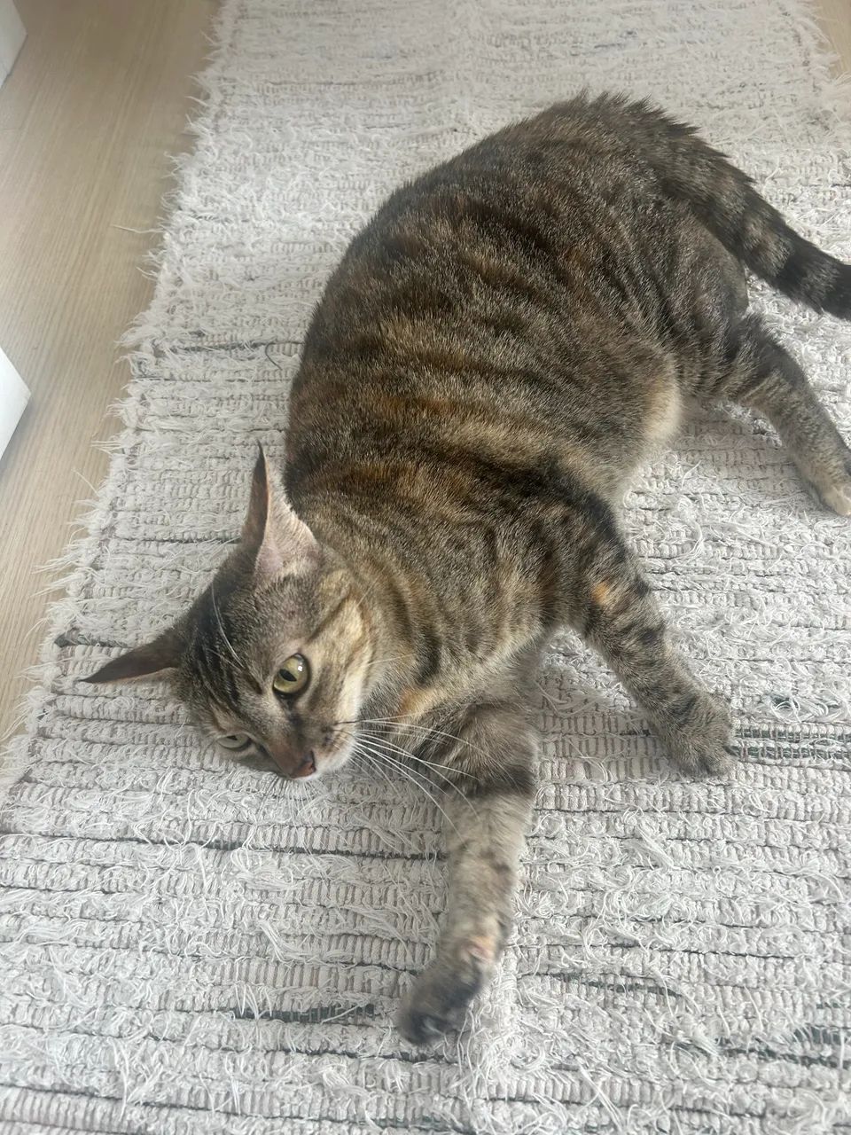 Doação de gatinha 7 anos - NALA  - Foto 4