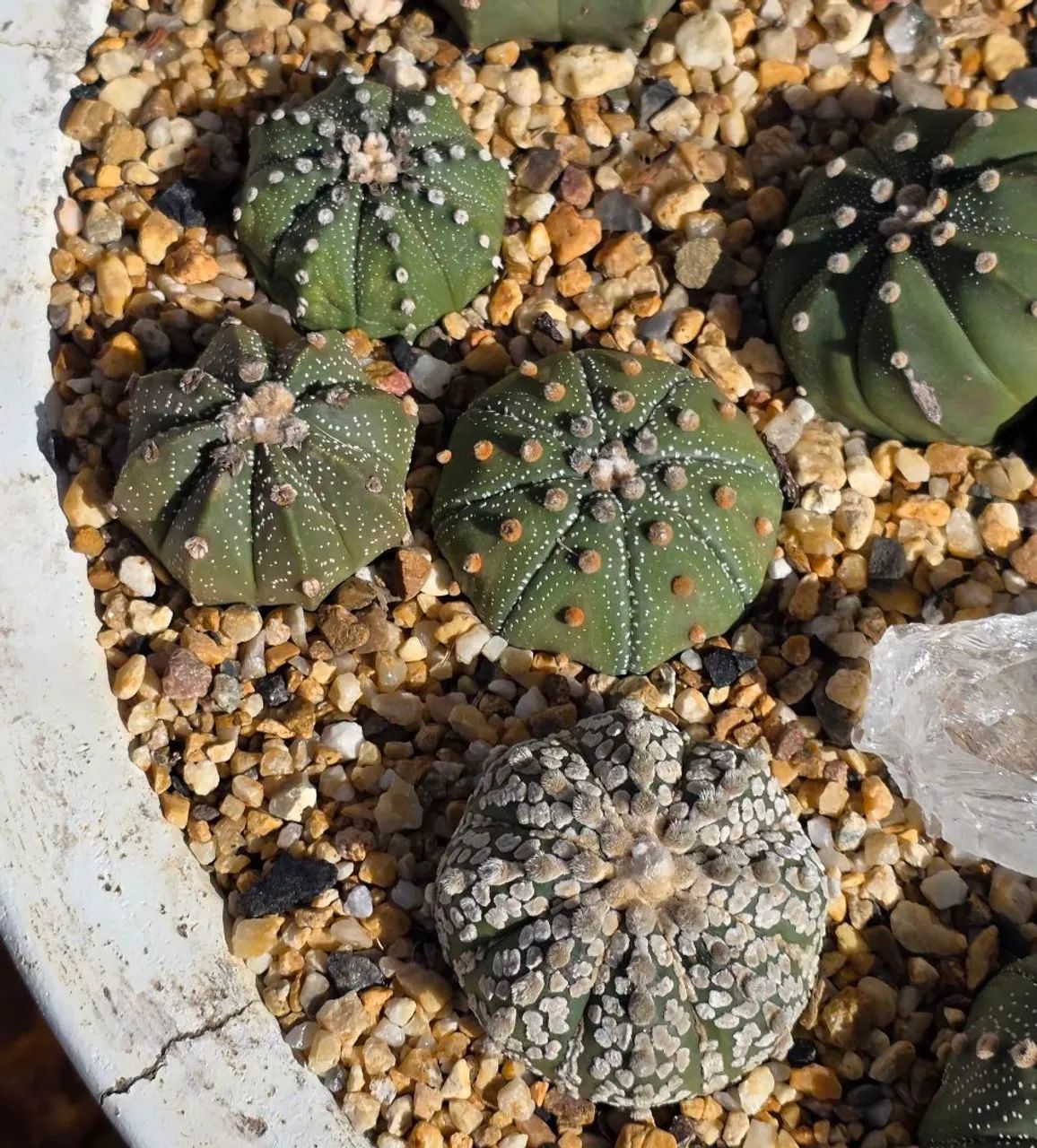 Cactos 
