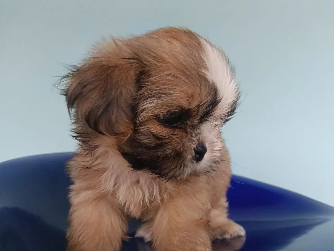VENDO SHIH TZU MACHO  - Foto 3