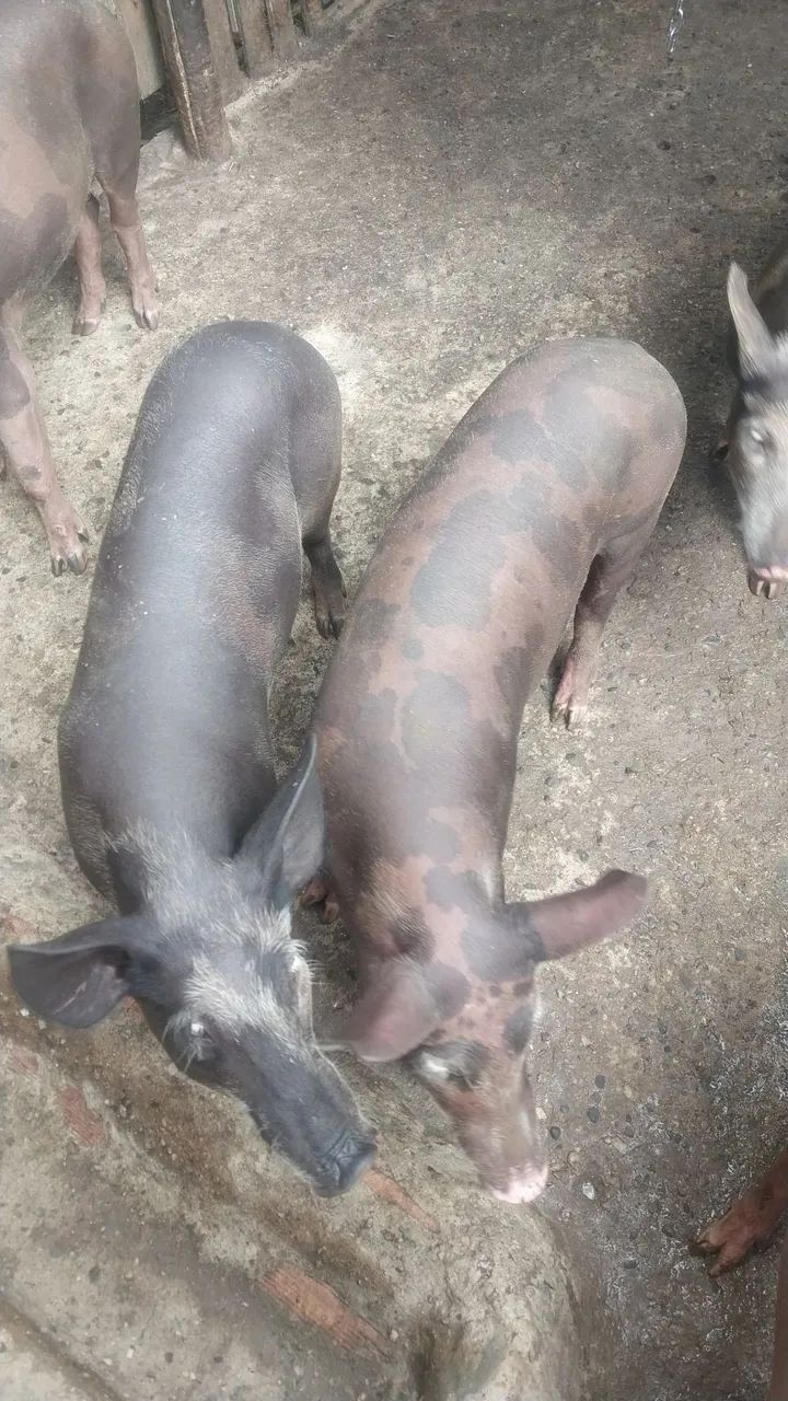 Porco caipira 
