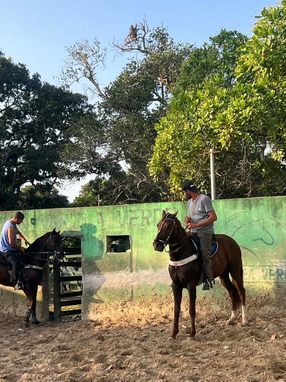 Cavalo de Prado treinando pra derrubar boi com documento  - Foto 3