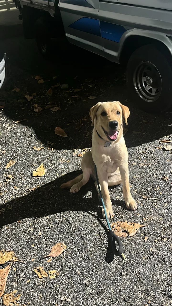Labrador com 7M