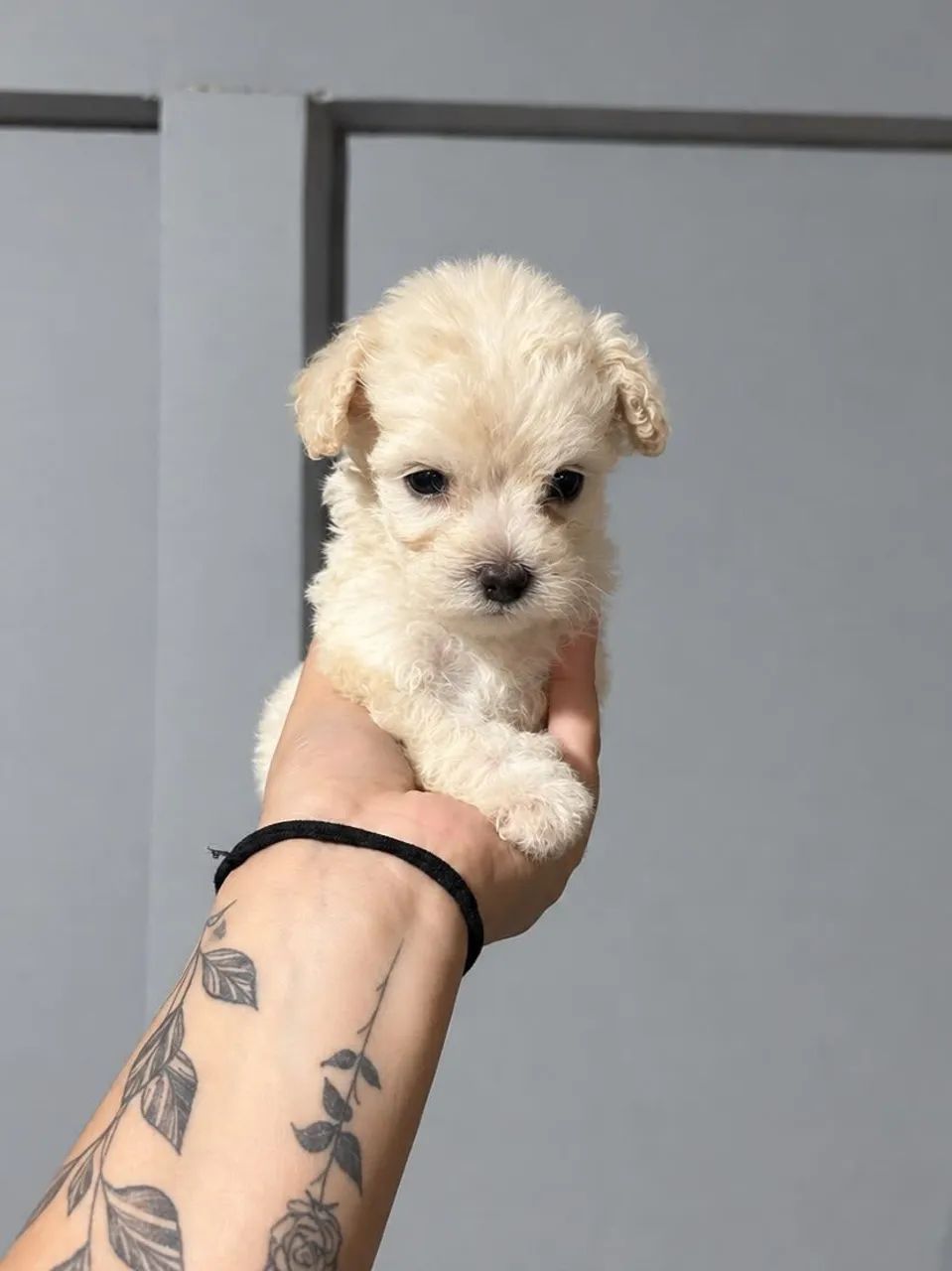 Poodle micro  - Foto 3