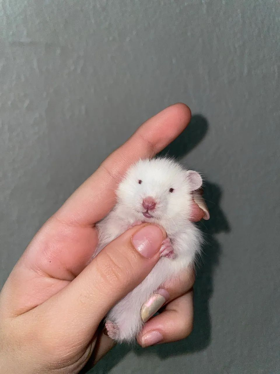 Hamster  - Foto 3
