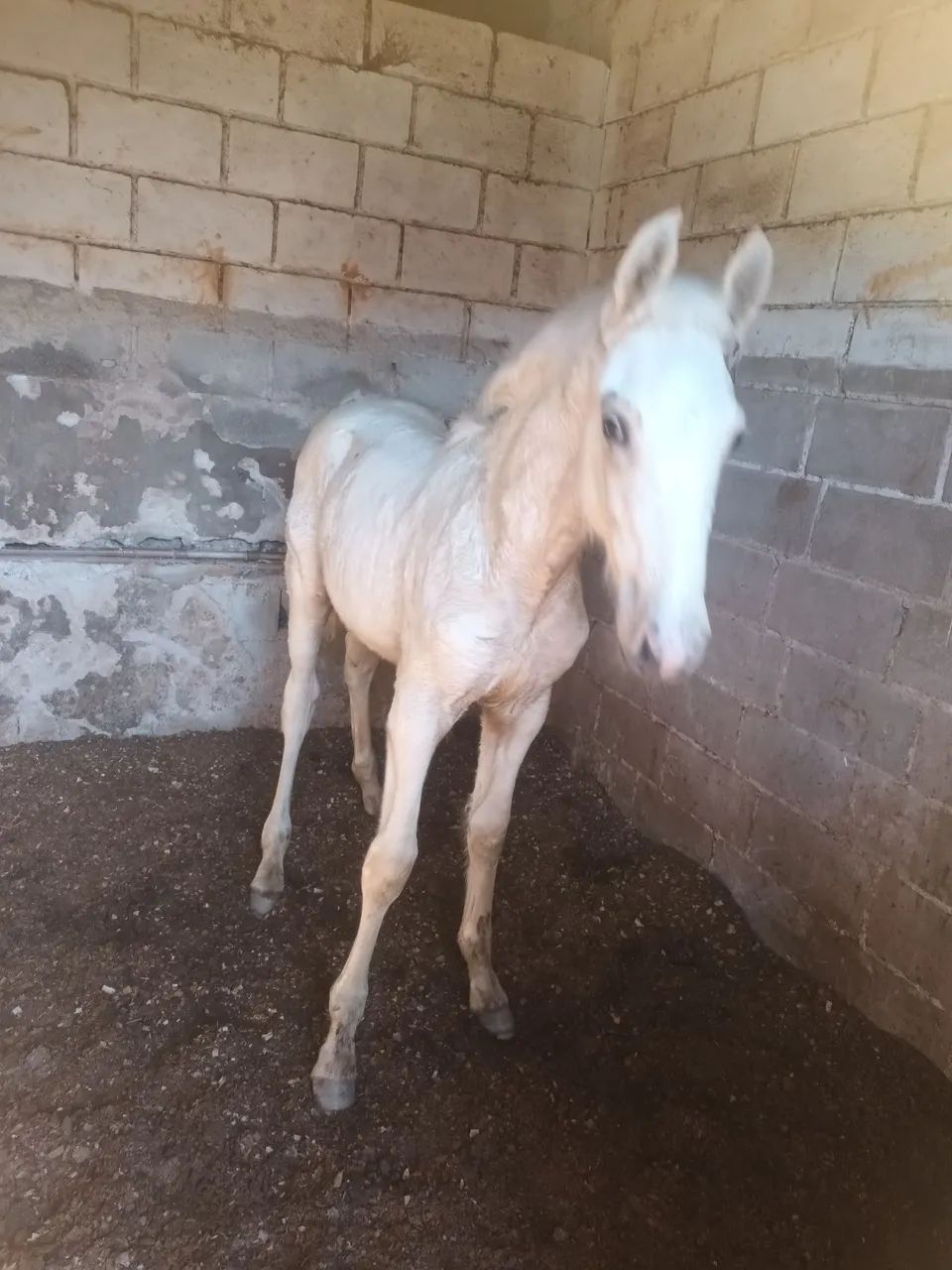 Potro puro sangue lusitano  - Foto 3