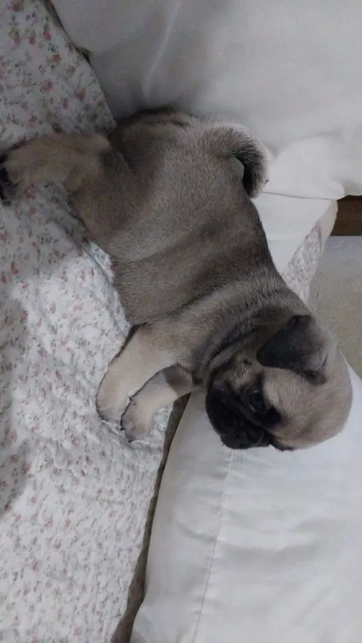 Pug  - Foto 4
