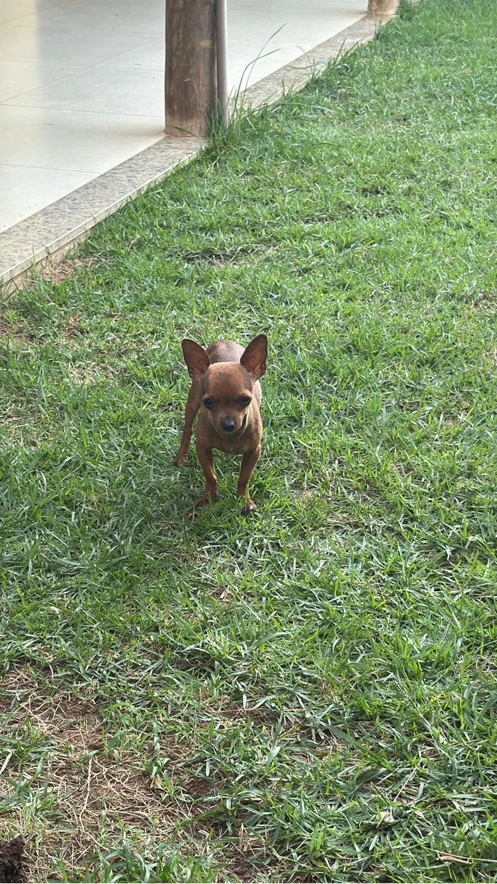 Vendo - Foto 5