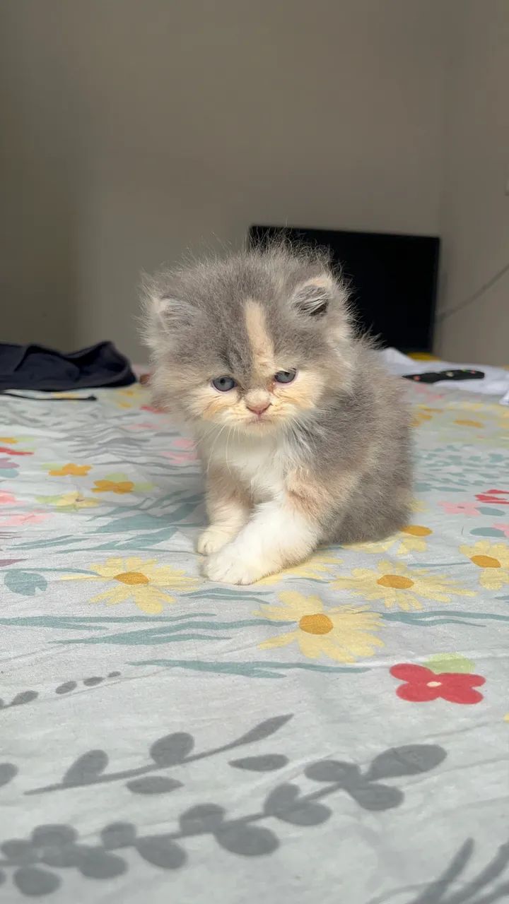 Filhotes de Persa - Foto 2