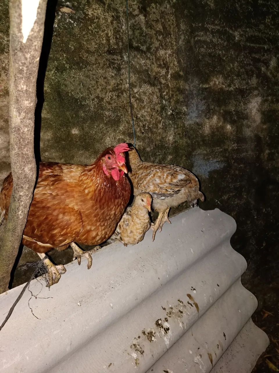 Galinha e dois franguitos - Foto 2