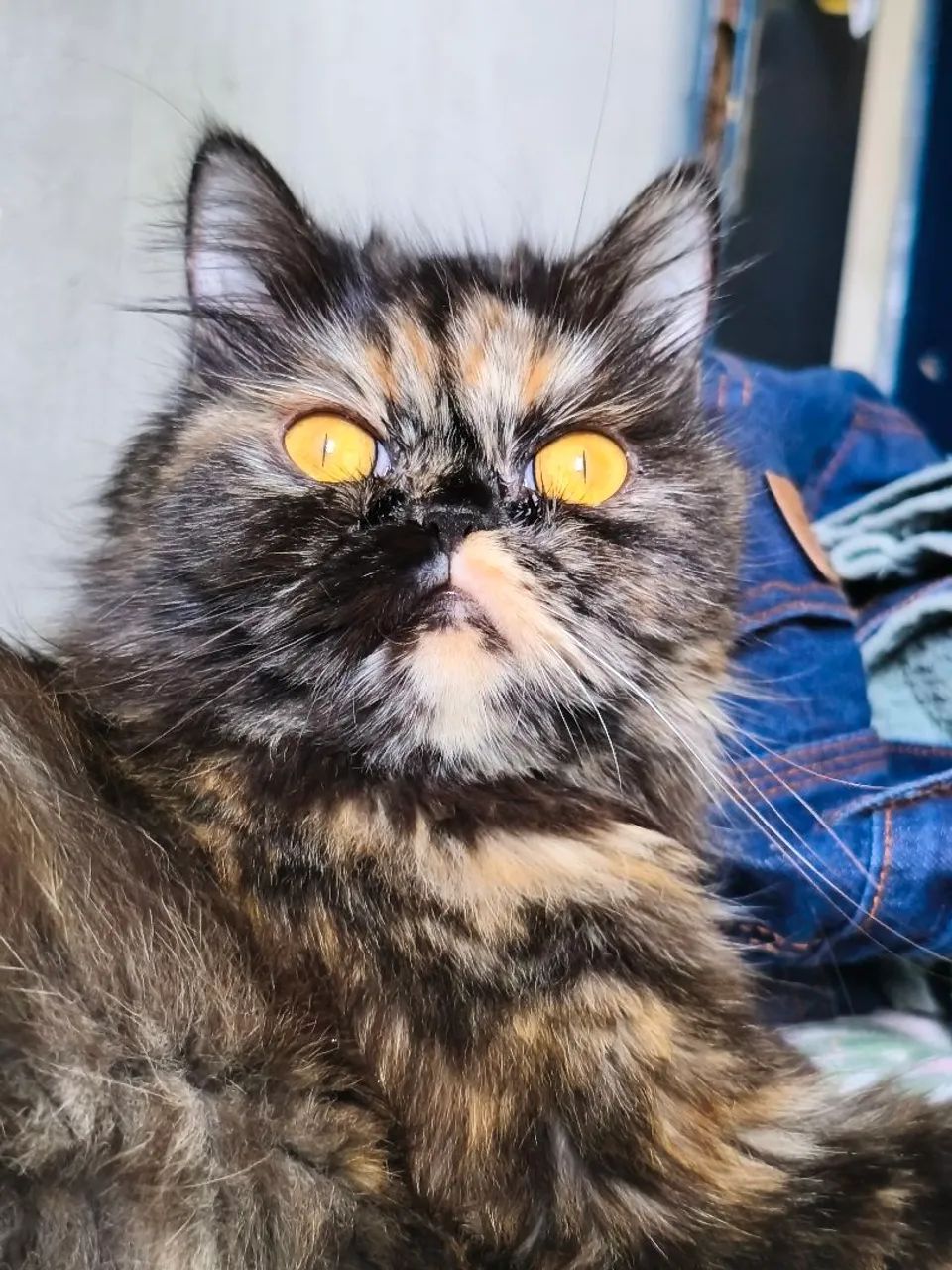 Gata Persa  - Foto 2