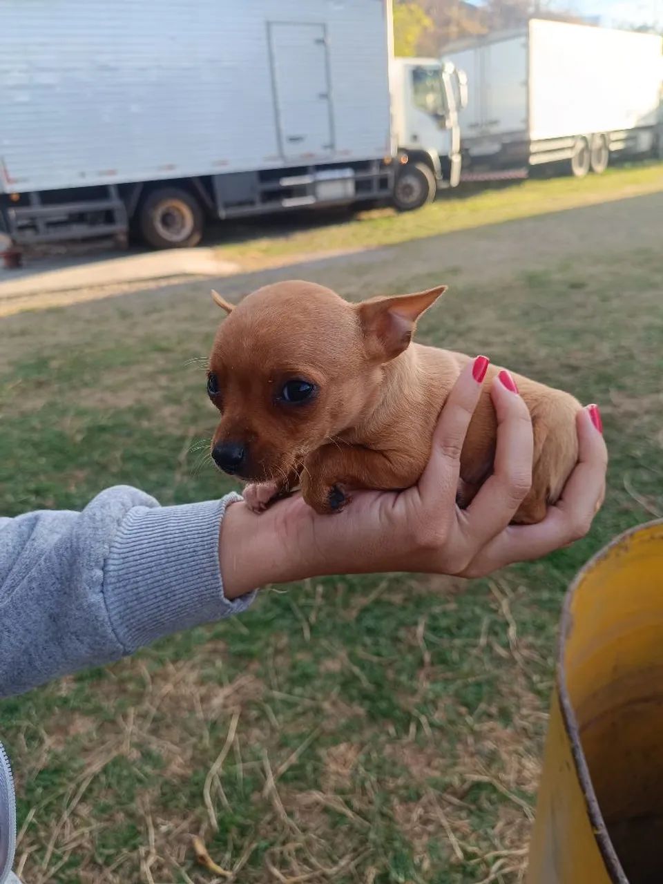 Pinscher 0