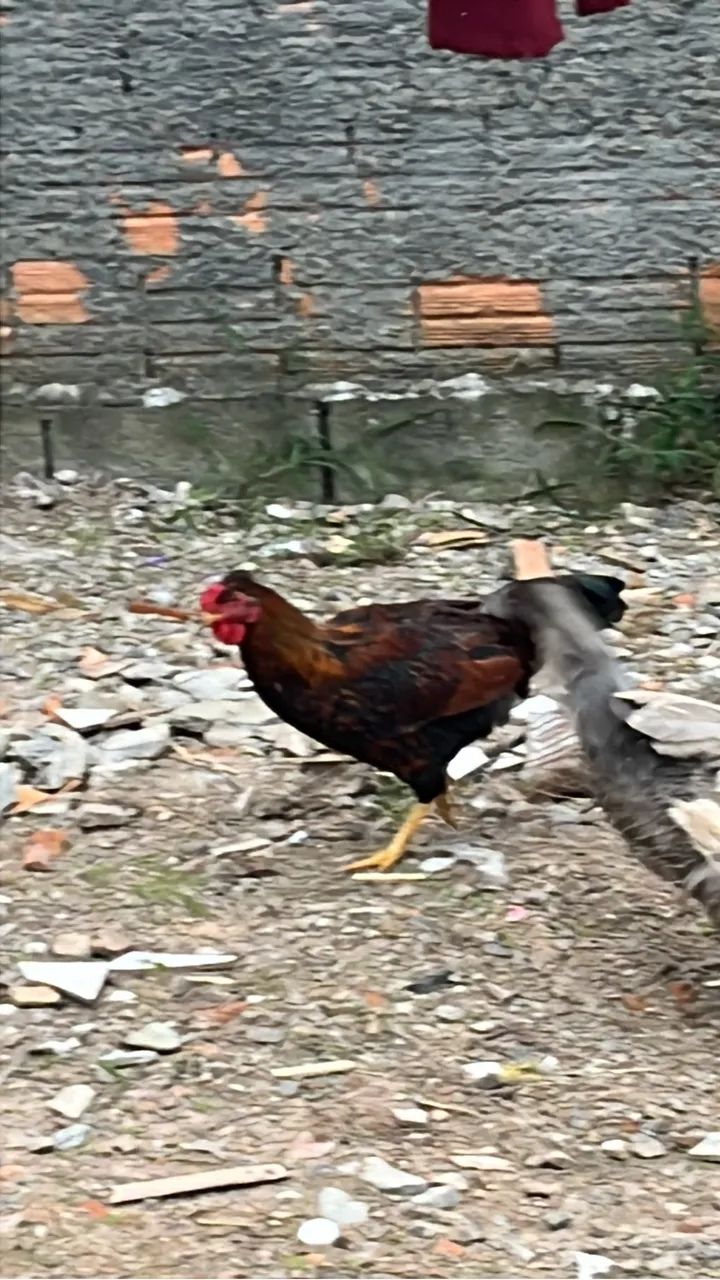 Galinhas e galos e patos  - Foto 2