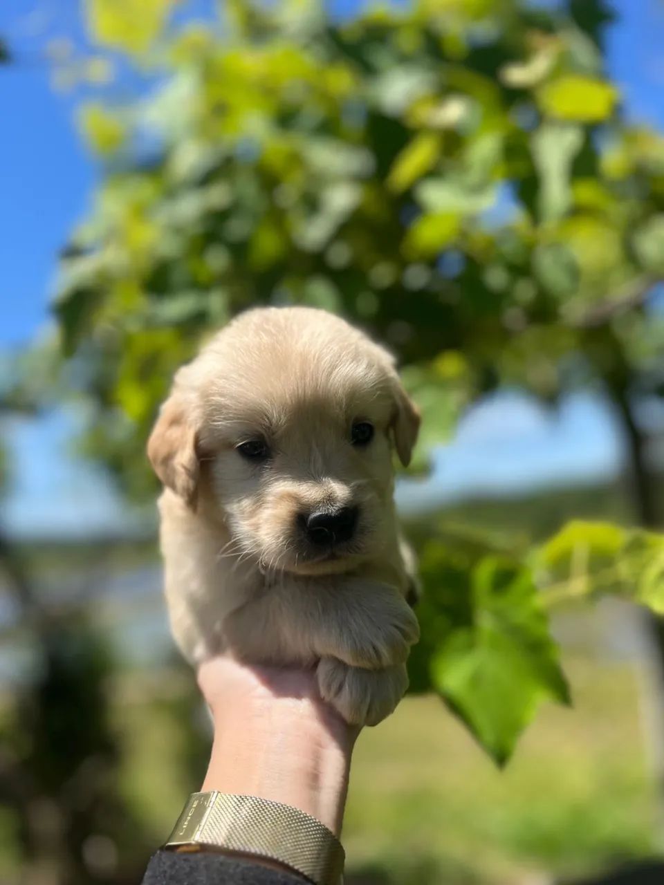 Golden Retriever 