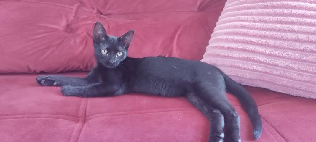 Doa gatinha+ kit rosa+areia - Foto 3