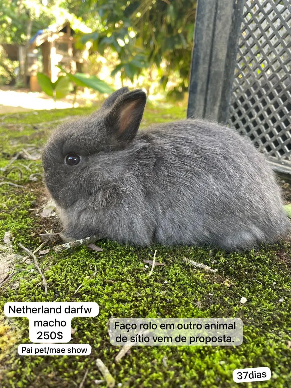 Netherland darfw coelho anao