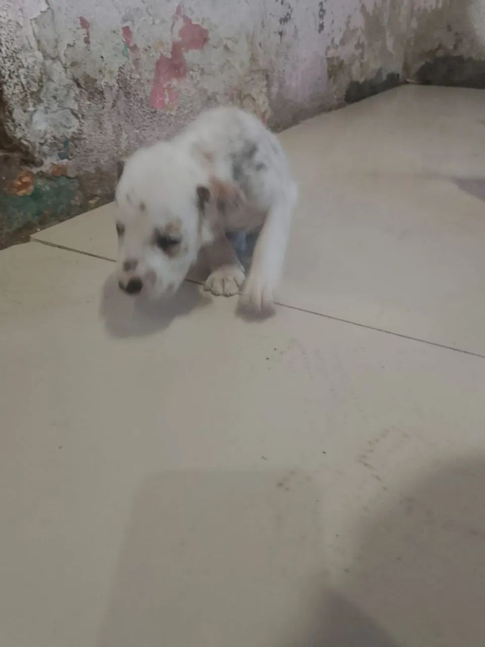 Lindos cachorrinhos dálmatas  - Foto 6