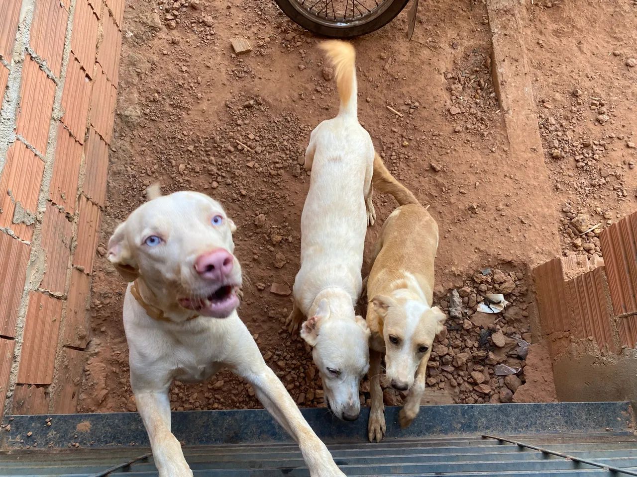 Doação de pets responsável  - Foto 3