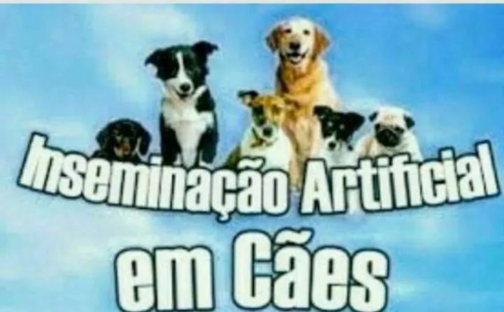 INSEMINAÇÃO ARTIFICIAL EM CÃES 