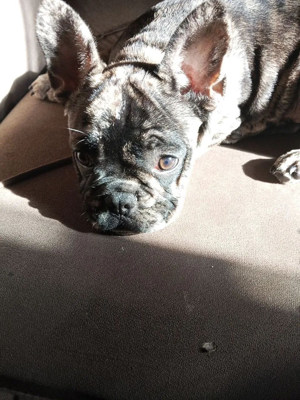Cachorro  - Foto 2