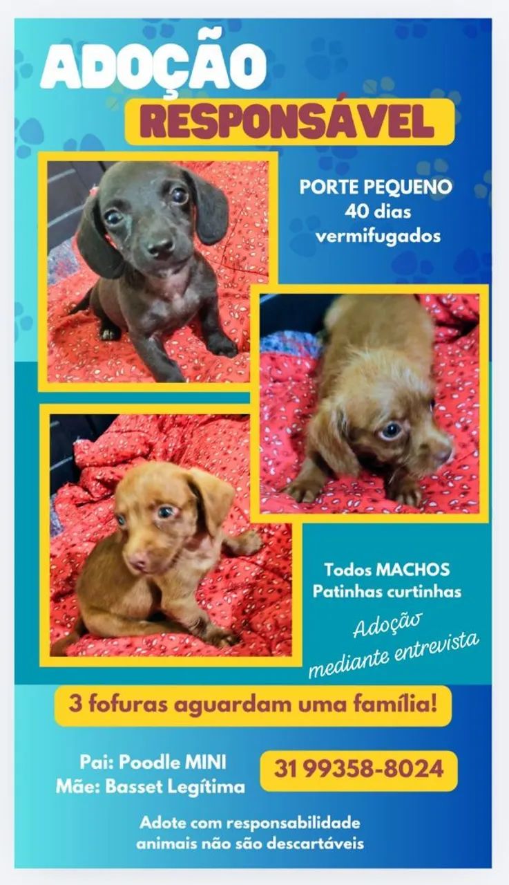 Filhotinhos para doação 