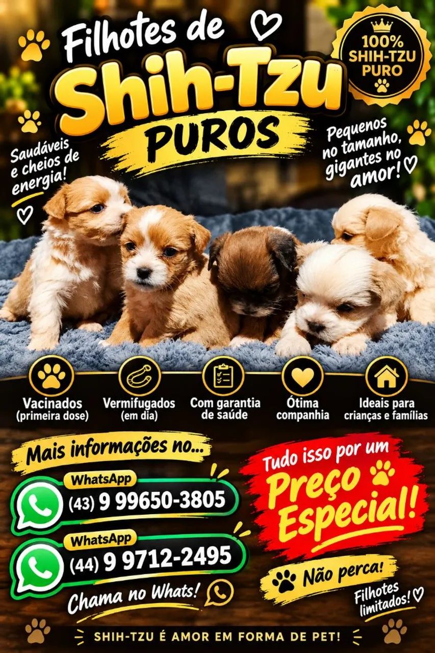 vendo filhotes de shih tzu