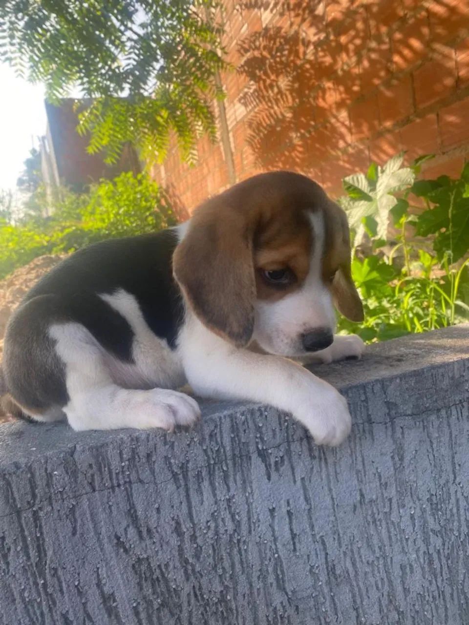 Vendo um lindo filhotinho de beagle  - Foto 4