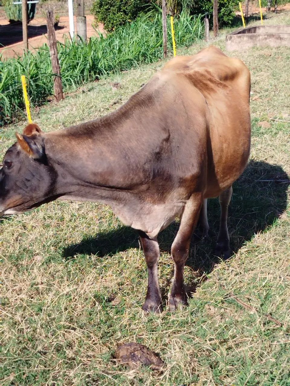 Vaca Jersey  - Foto 4