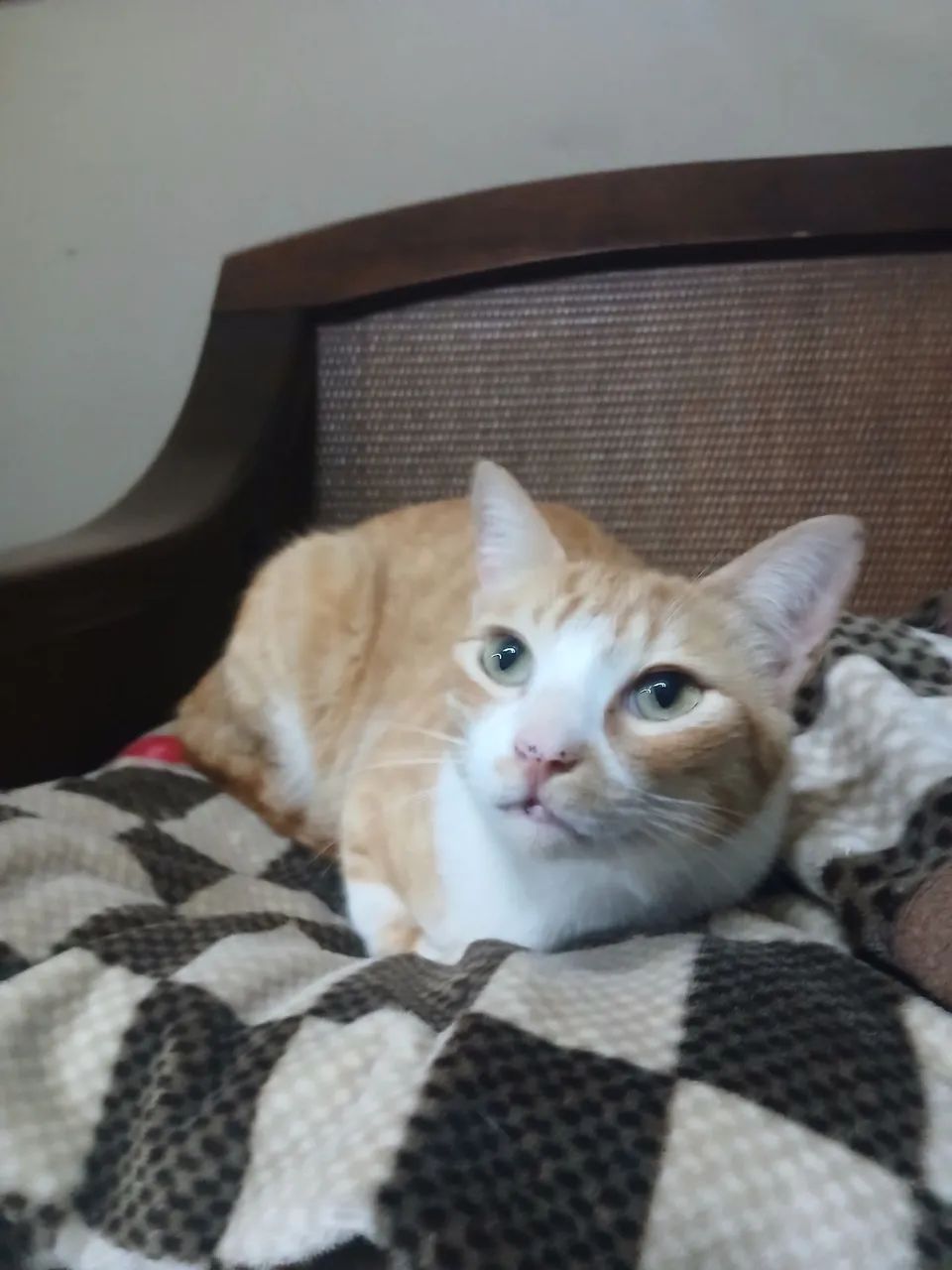Gato para adoção  - Foto 2