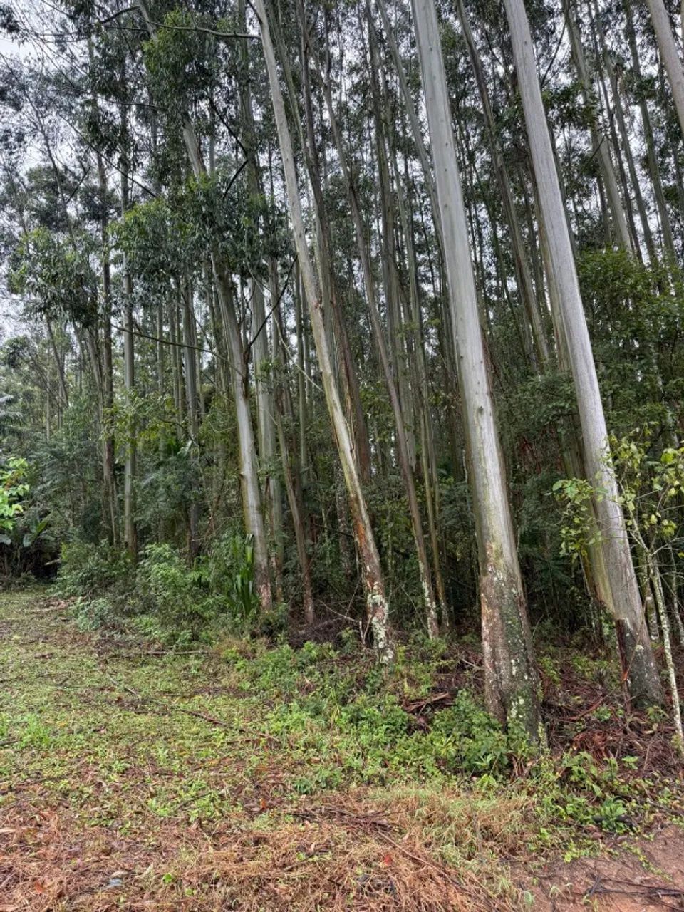 VENDE-SE TERRENO RURAL (sem Eucalipto) EM URUSSANGA/SC!! - Foto 2